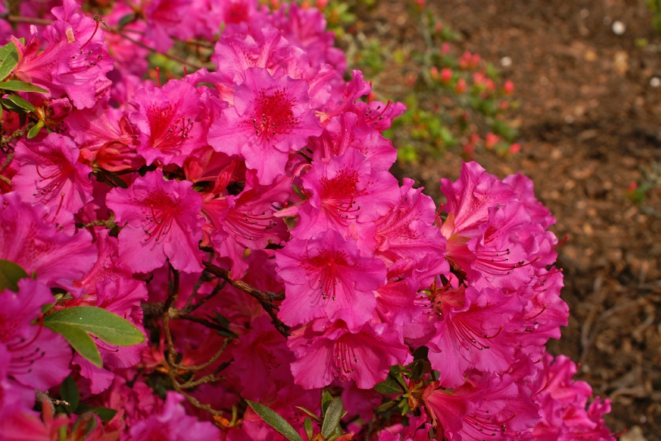 <i>Rhododendron</i> (AJ) 'Purple Splendor'