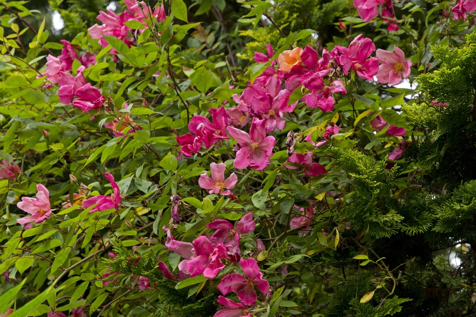 <i>Rosa mutabilis</i> <i>Rosa mutabilis</i>