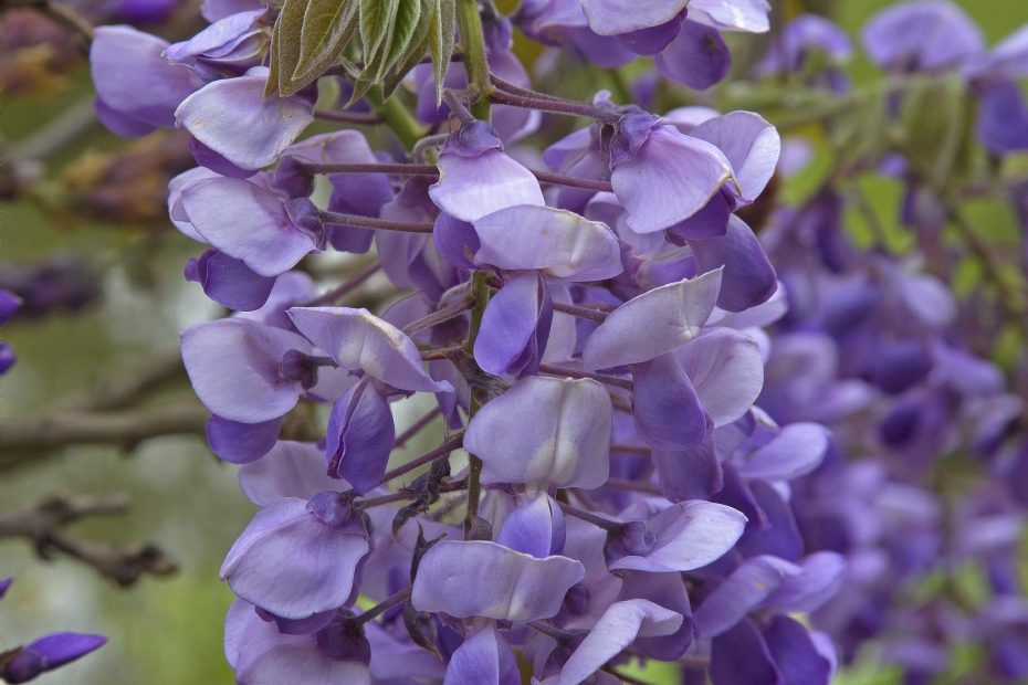 <i>Wisteria brachybotrys</i> 'Okayama' <i>Wisteria brachybotrys</i> 'Okayama'