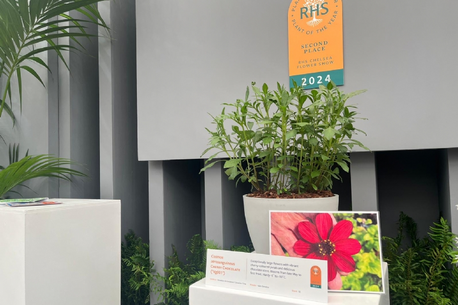 Cosmos atrosanguineus CHERRY CHOCOLATE ('Vg001') Cosmos atrosanguineus CHERRY CHOCOLATE ('Vg001')