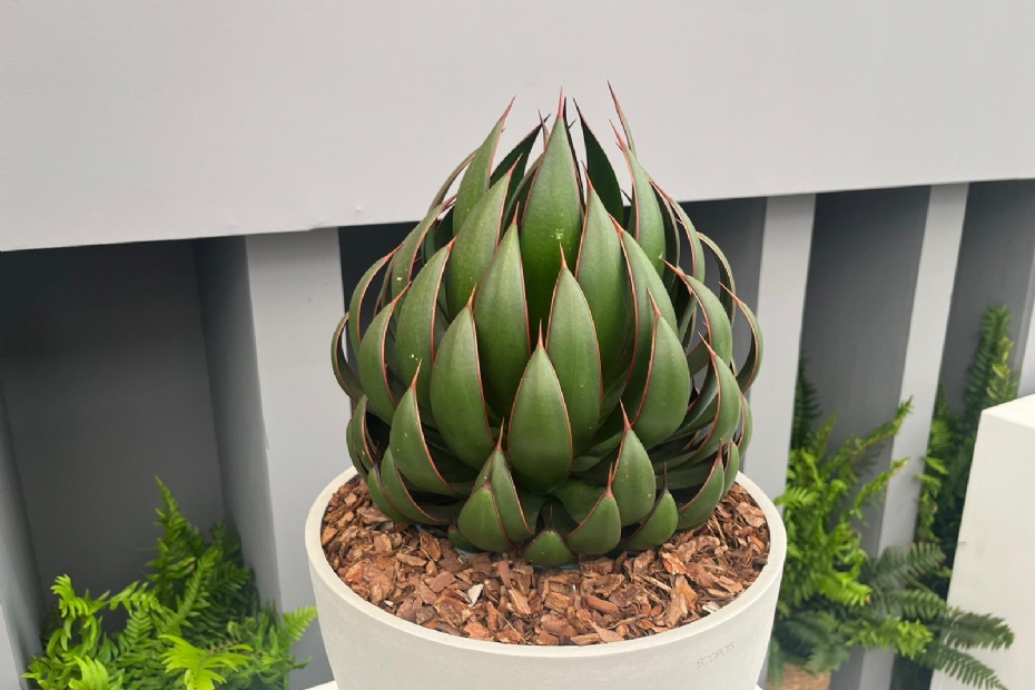 Mad about Mangave® 'Praying Hands' PBR Mad about Mangave® 'Praying Hands' PBR