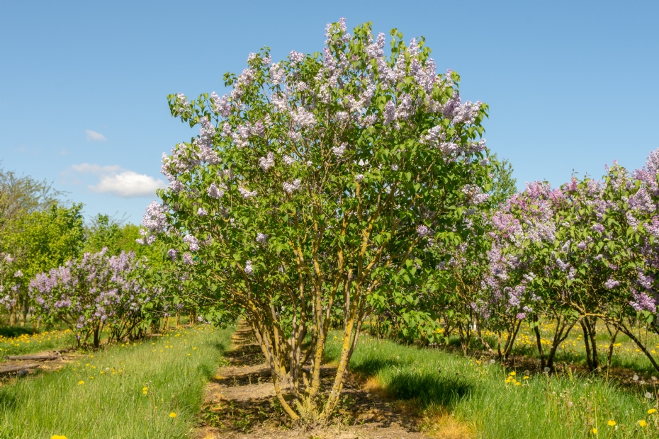 <i>Syringa vulgaris</i> <i>Syringa vulgaris</i>