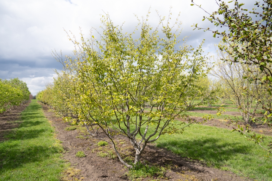 <i>Sycoparrotia semidecidua</i> <i>Sycoparrotia semidecidua</i>