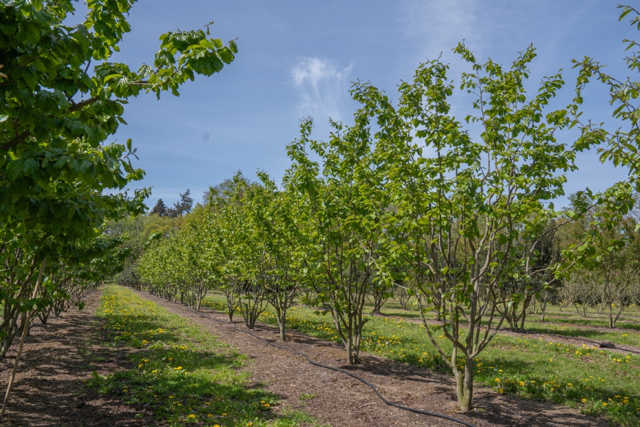 <i>Parrotia</i> 'Jodrell Bank' <i>Parrotia</i> 'Jodrell Bank'