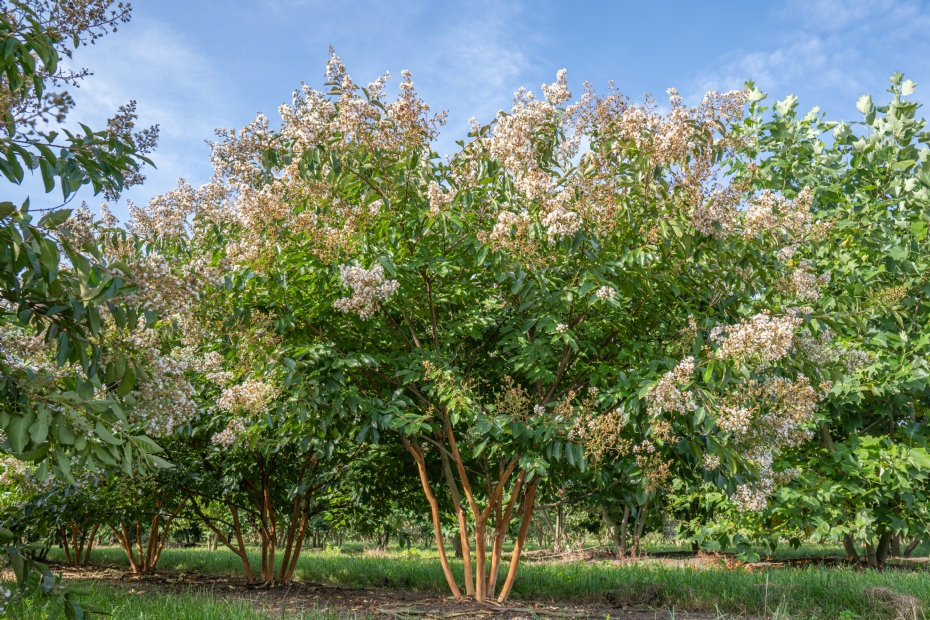 <i>Lagerstroemia indica</i> 'Natchez <i>Lagerstroemia indica</i> 'Natchez
