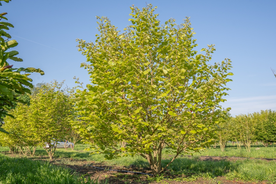 <i>Tilia henryana</i> <i>Tilia henryana</i>
