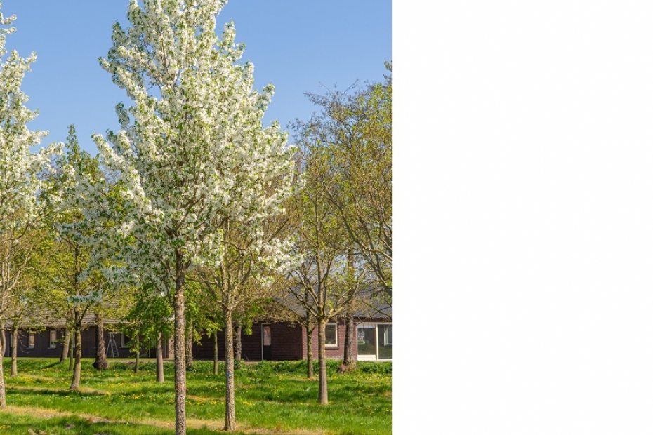 <i>Malus baccata</i> 'Street Parade' <i>Malus baccata</i> 'Street Parade'