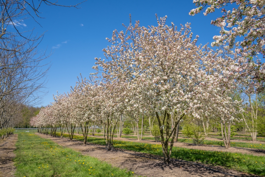 <i>Malus</i> 'Evereste' <i>Malus</i> 'Evereste'