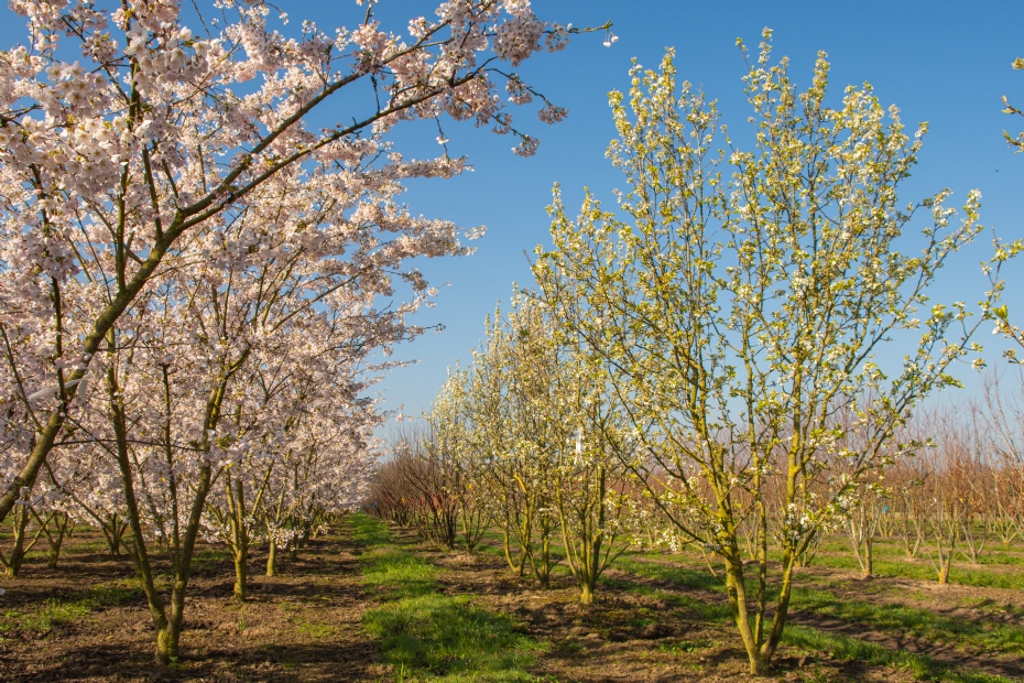 <i>Pyrus calleryana</i> 'Chanticleer' <i>Pyrus calleryana</i> 'Chanticleer'