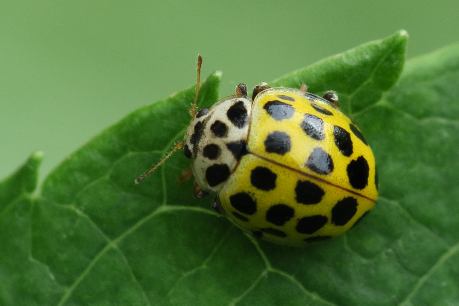 <i>Psyllobora vigintiduopunctata</i>, citroen- of tweeëntwintigstippeliglieveheersbeestje (foto Peter Bulsing)