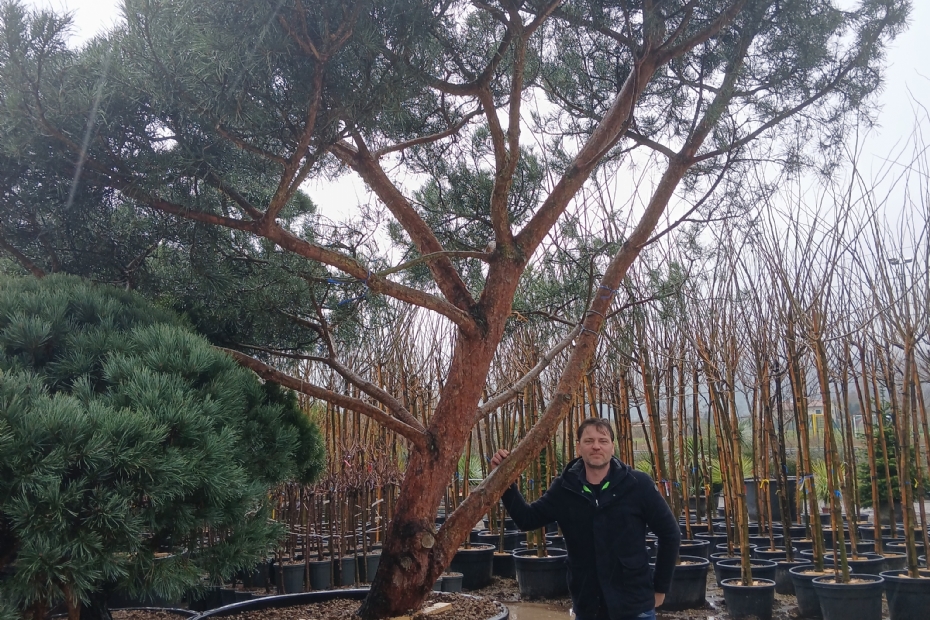 Joris Warmerdam Warmerdam naast een pinus sylvestris ‘Glauca’, een bijzondere grove den Joris Warmerdam Warmerdam naast een pinus sylvestris ‘Glauca’, een bijzondere grove den