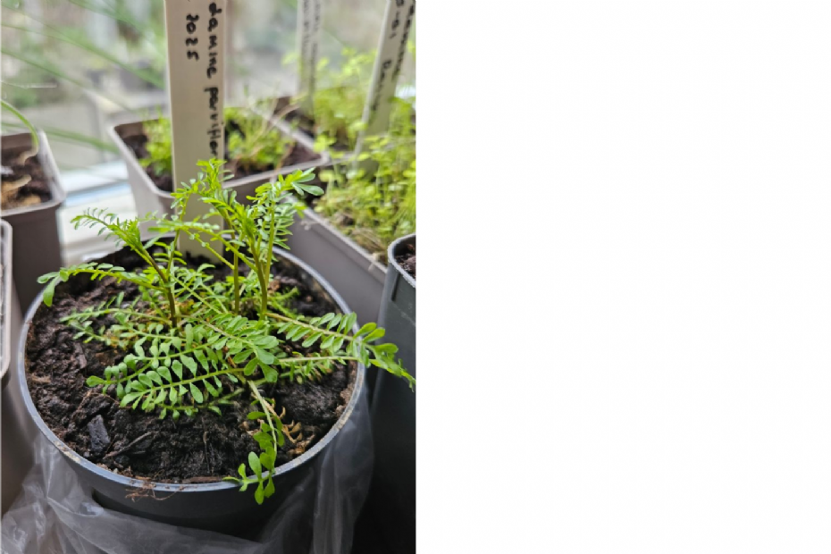 Cardamine parviflora in opkweek (Bron: Sipke Gonggrijp) Cardamine parviflora in opkweek (Bron: Sipke Gonggrijp)