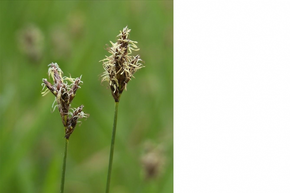 Foto: Vroege zegge (Otto Zijlstra) Foto: Vroege zegge (Otto Zijlstra)