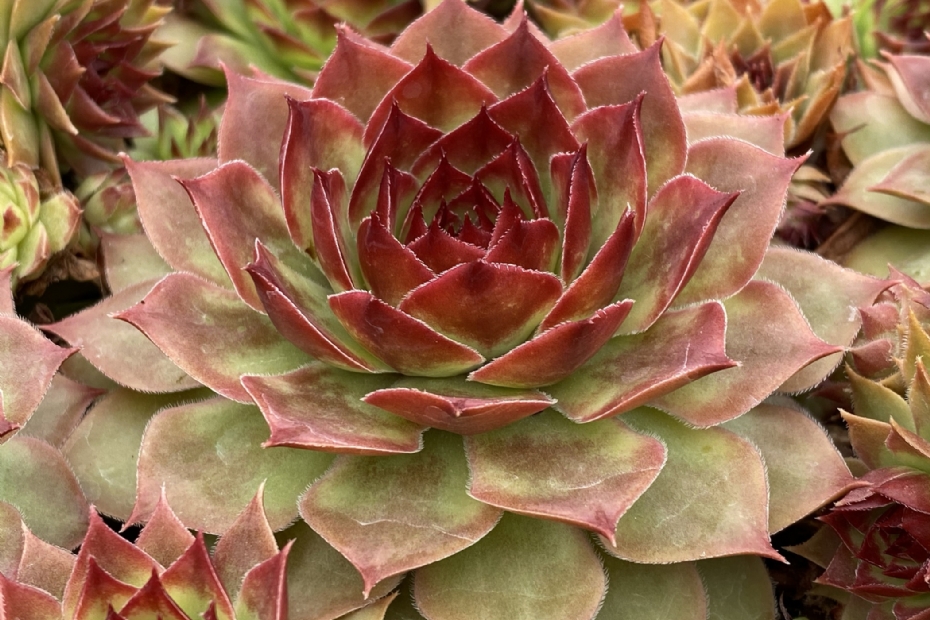 Chick Charms GIANTS Copper Canyon (2) Chick Charms GIANTS Copper Canyon (2)