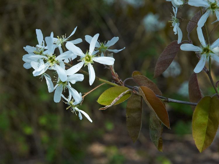 Amelancier lamarckii Amelancier lamarckii
