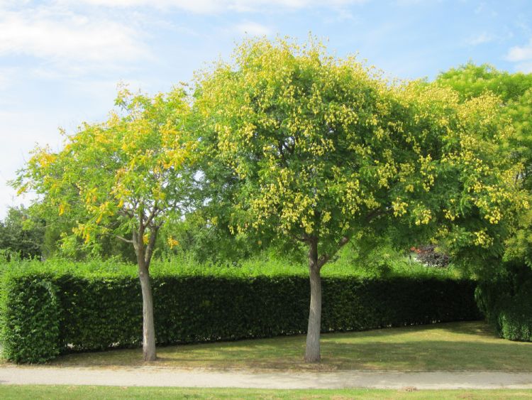 Koelreuteria paniculata Koelreuteria paniculata