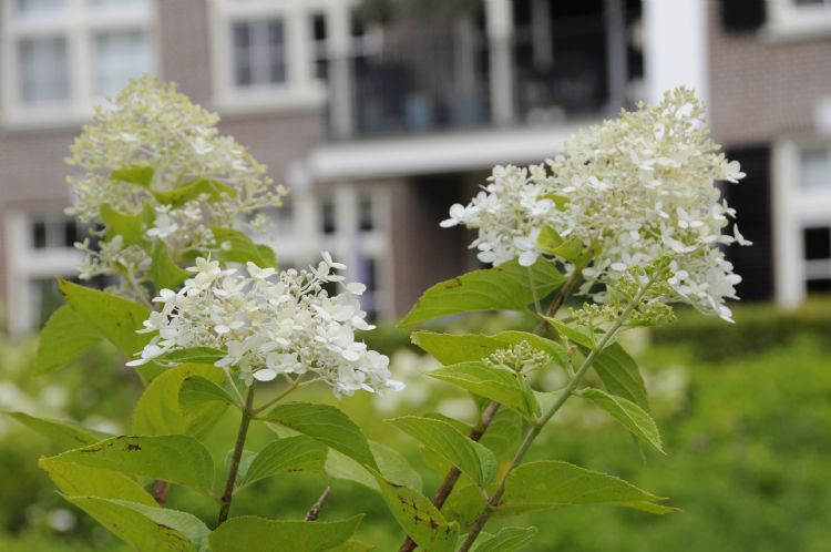 Hortensia lime light Hortensia lime light