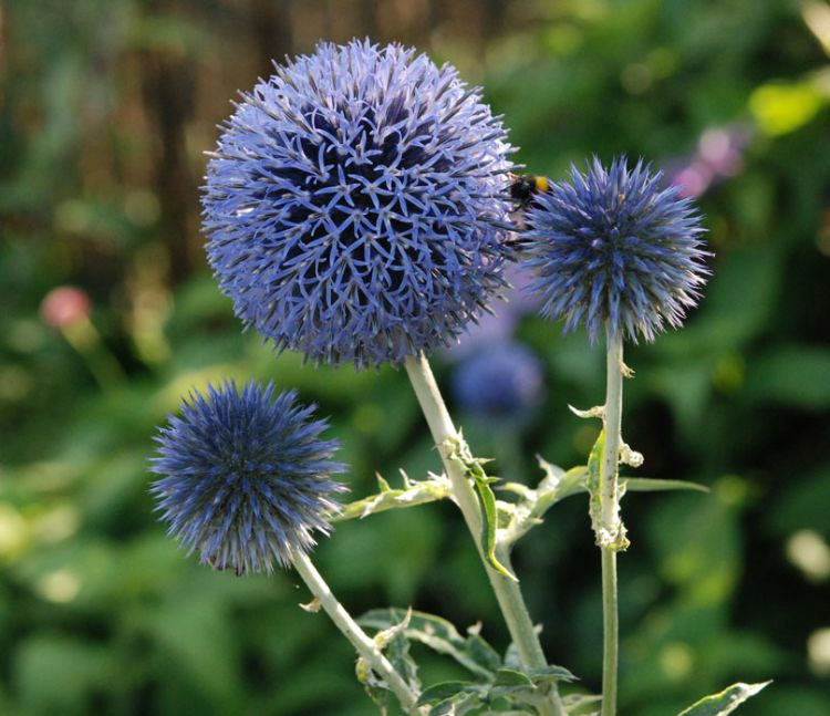 Echinops bannaticus 'Taplow Blue' Echinops bannaticus 'Taplow Blue'