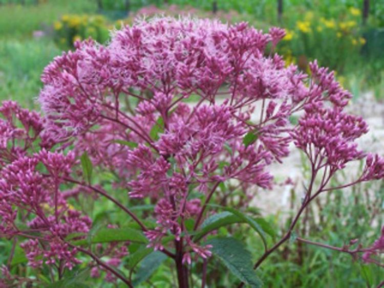 Eupatorium mac. Atropurpureum Eupatorium mac. Atropurpureum