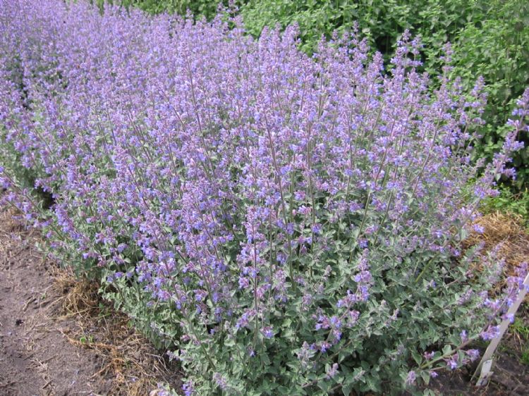 Nepeta Grol Nepeta Grol