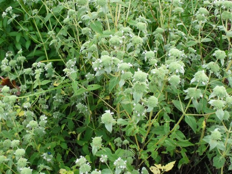 Pycnanthemum muticum Pycnanthemum muticum