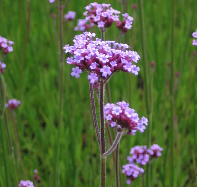Verbena bonariensis Verbena bonariensis