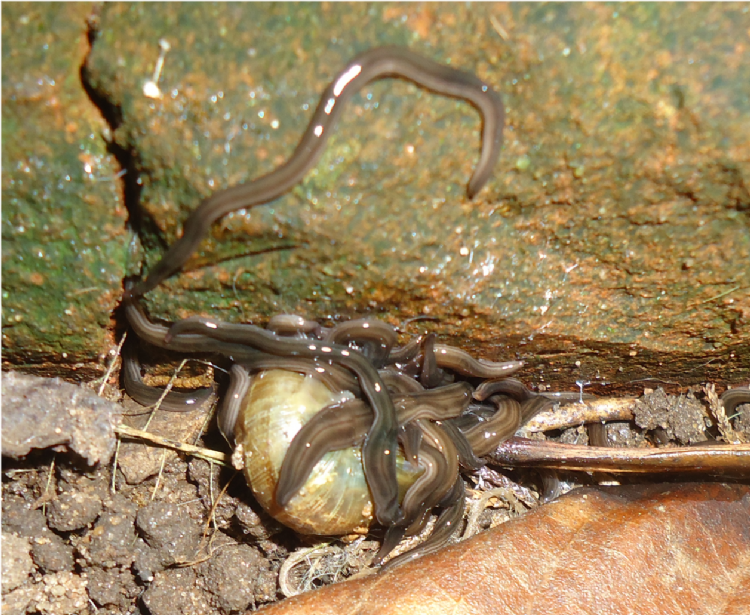 <i>Endeavouria septemlineata</i> (een platworm uit Frans Polynesië) eet een slak (Aziatische tramspijker). Fotocredits: DOI 10.7717 peerj.1307 fig-1