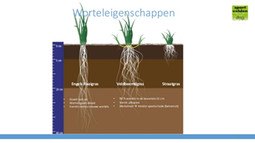 Worteleigenschappen van gras Worteleigenschappen van gras