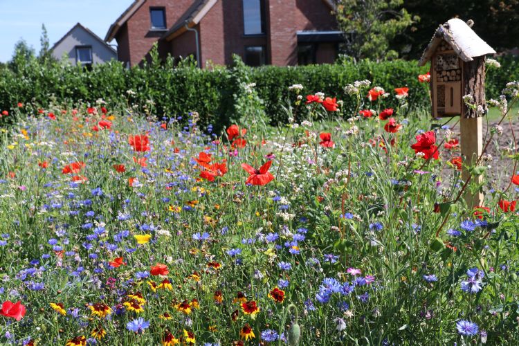 Afbeelding: Bij deze prachtig bloeiende strook met het mengsel Binnen de Bebouwde Kom is een klein insectenhotel neergezet. Afbeelding: Bij deze prachtig bloeiende strook met het mengsel Binnen de Bebouwde Kom is een klein insectenhotel neergezet.