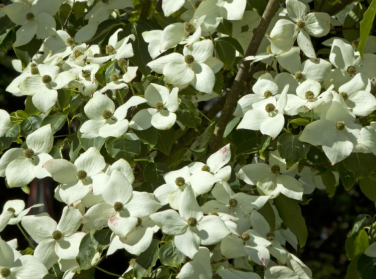 <i>Cornus kousa</i> 'China Girl' <i>Cornus kousa</i> 'China Girl'