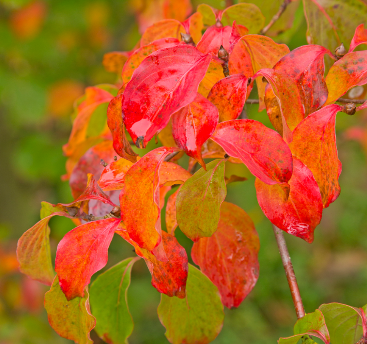 <i>Cornus kousa</i> 'Wieting's Select' <i>Cornus kousa</i> 'Wieting's Select'