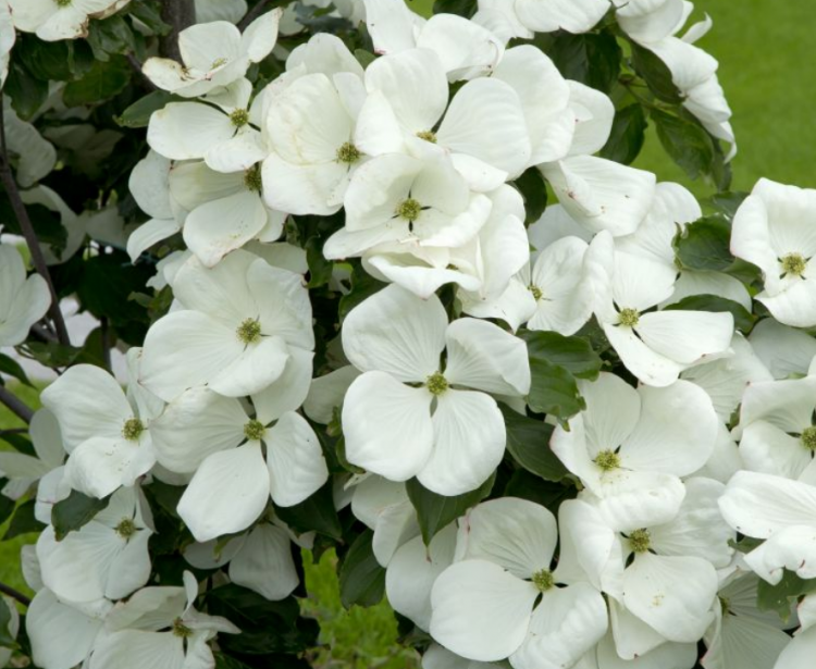 Cornus VENUS ('KN30 8') Cornus VENUS ('KN30 8')