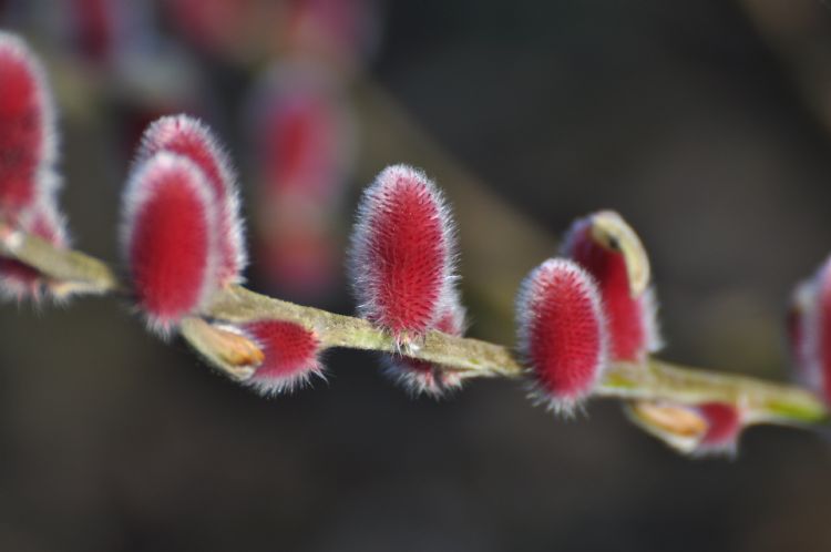 <i>Salix gracilistyla</i> 'Mt. Aso'. In januari ontwikkelen zich felroze katjes.