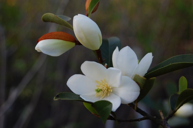 Magnolia laevifolia / Michelia yunnanensis