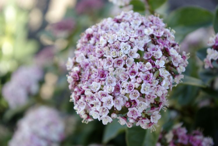 <i>Viburnum tinus</i> LISAROSE ('Loren') <i>Viburnum tinus</i> LISAROSE ('Loren')