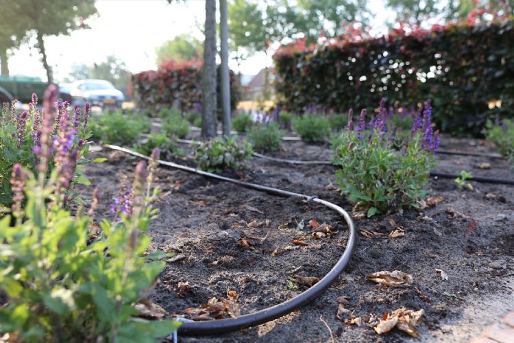 Druppelbevloeiing wordt vaak toegepast bij kwetsbare planten Druppelbevloeiing wordt vaak toegepast bij kwetsbare planten