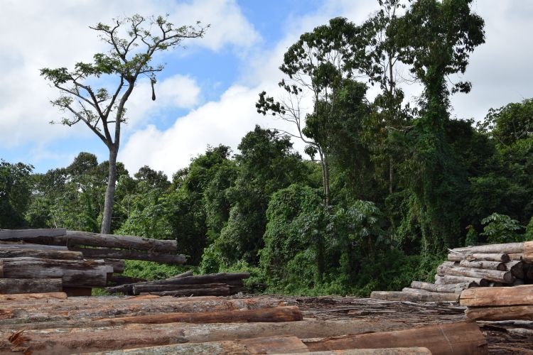 Het selectief gekapte hout wordt naar een verzamelplaats gebracht en gaat vandaaruit naar een zagerij. Op de achtergrond een boom die met rust gelaten wordt omdat er een nest van #LMontezuma oropendola$L in zit. Het selectief gekapte hout wordt naar een verzamelplaats gebracht en gaat vandaaruit naar een zagerij. Op de achtergrond een boom die met rust gelaten wordt omdat er een nest van #LMontezuma oropendola$L in zit.