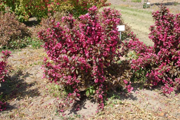 <i>Weigela florida</i> 'Minor Black' in de vroege zomer van 2012. Deze kreeg het cijfer 9,0 voor compactheid en trage groei. Hij is zelfs geschikt voor begraafplaatsen. <i>Weigela florida</i> 'Minor Black' in de vroege zomer van 2012. Deze kreeg het cijfer 9,0 voor compactheid en trage groei. Hij is zelfs geschikt voor begraafplaatsen.