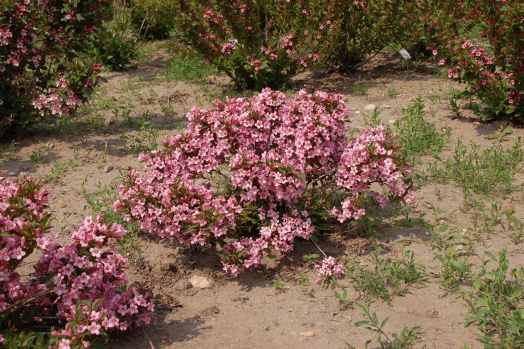 <i>Weigela hybride</i> 'Pink Poppet' ('Piccolo') van boomkwekerij Schurig in Barmstedt. Deze kreeg het cijfer 9,3 voor compactheid en laag blijven. Deze <i>Weigela</i>, die alleen in Ellerhoop is getest, wordt gekenmerkt door dwerggroei en is ook geschikt