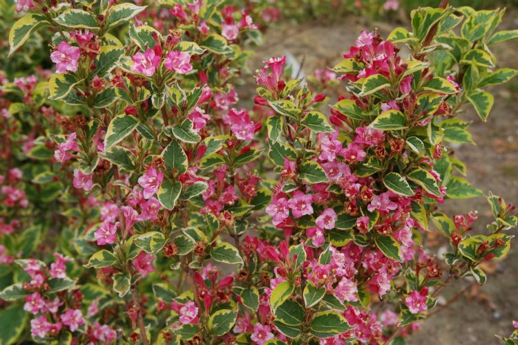 <i>Weigela florida</i> 'Kosteriana Variegata', geregistreerd in de vroege zomer van 2012, kreeg een score van 9,0 voor de sierwaarde van het blad. Oudere scheuten hebben echter de neiging iets kaal te worden aan de basis indien er niet regelmatig gesnoeid <i>Weigela florida</i> 'Kosteriana Variegata', geregistreerd in de vroege zomer van 2012, kreeg een score van 9,0 voor de sierwaarde van het blad. Oudere scheuten hebben echter de neiging iets kaal te worden aan de basis indien er niet regelmatig gesnoeid