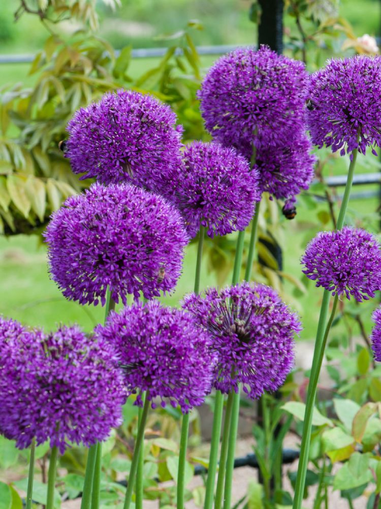 Allium 'Purple Sensation' Allium 'Purple Sensation'