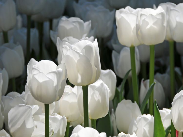 Tulipa 'White Virgin' Tulipa 'White Virgin'