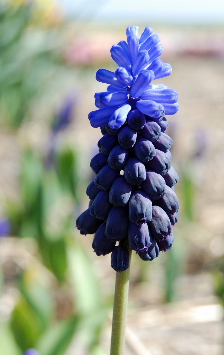 Muscari latifolium Muscari latifolium