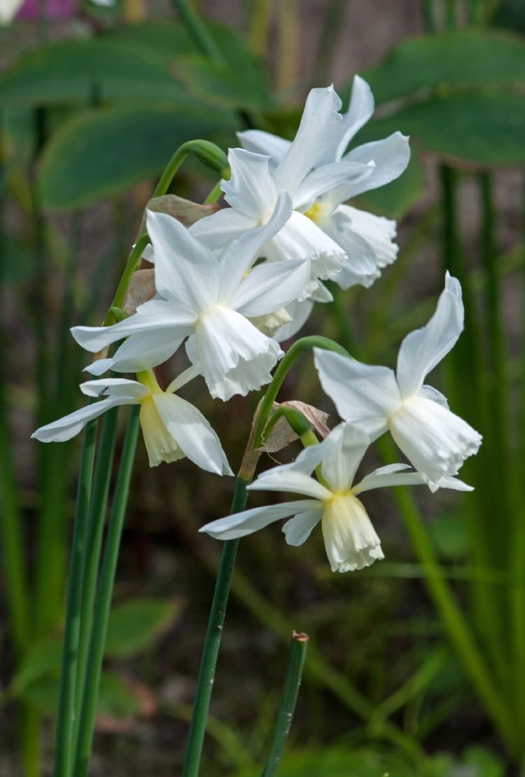 Narcissus triandrus 'Thalia' Narcissus triandrus 'Thalia'