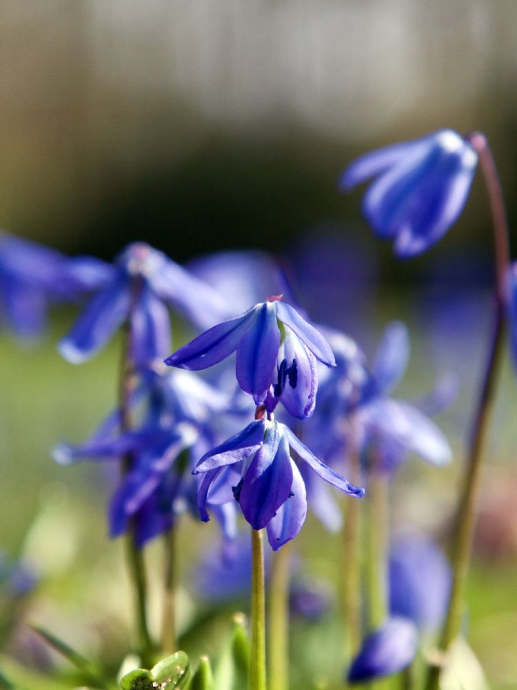 Scilla siberica Scilla siberica