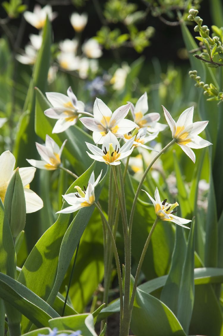 Tulipa turkestanica Tulipa turkestanica