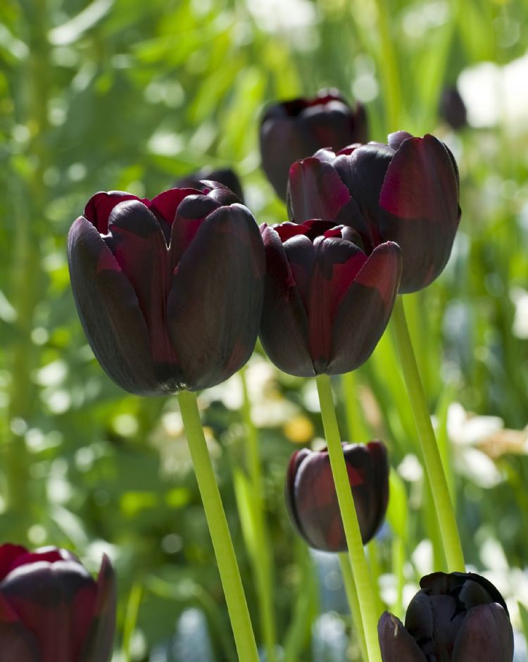 Tulipa 'Queen of Night' Tulipa 'Queen of Night'