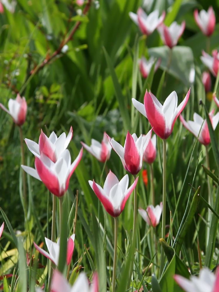 Tulip clusiana Tulip clusiana