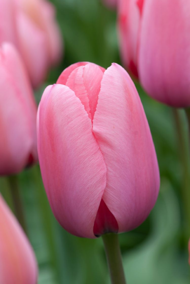 Tulipa 'Pink Impression' Tulipa 'Pink Impression'