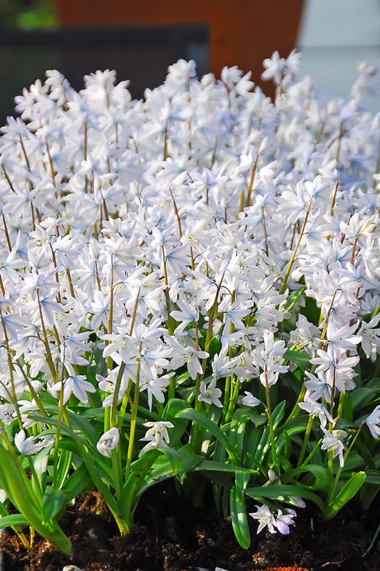 Scilla mischtschenkoana Scilla mischtschenkoana